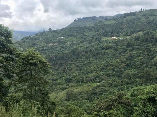 Colombia Finca Palmichal | Green Coffee Beans - Image 2