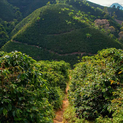 Colombia Valle del Cauca Sugarcane EA Decaf | Green Coffee Beans