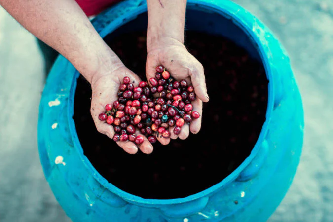 Costa Rica Romelia | Green Coffee Beans