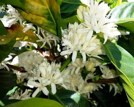 Costa Rica Tarrazu | Green Coffee Beans