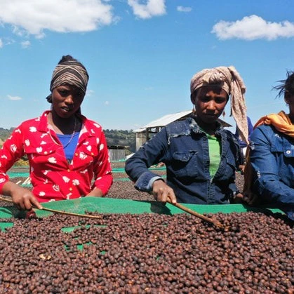 Ethiopia Guji Shakiso Sawana G2 | Green Coffee Beans