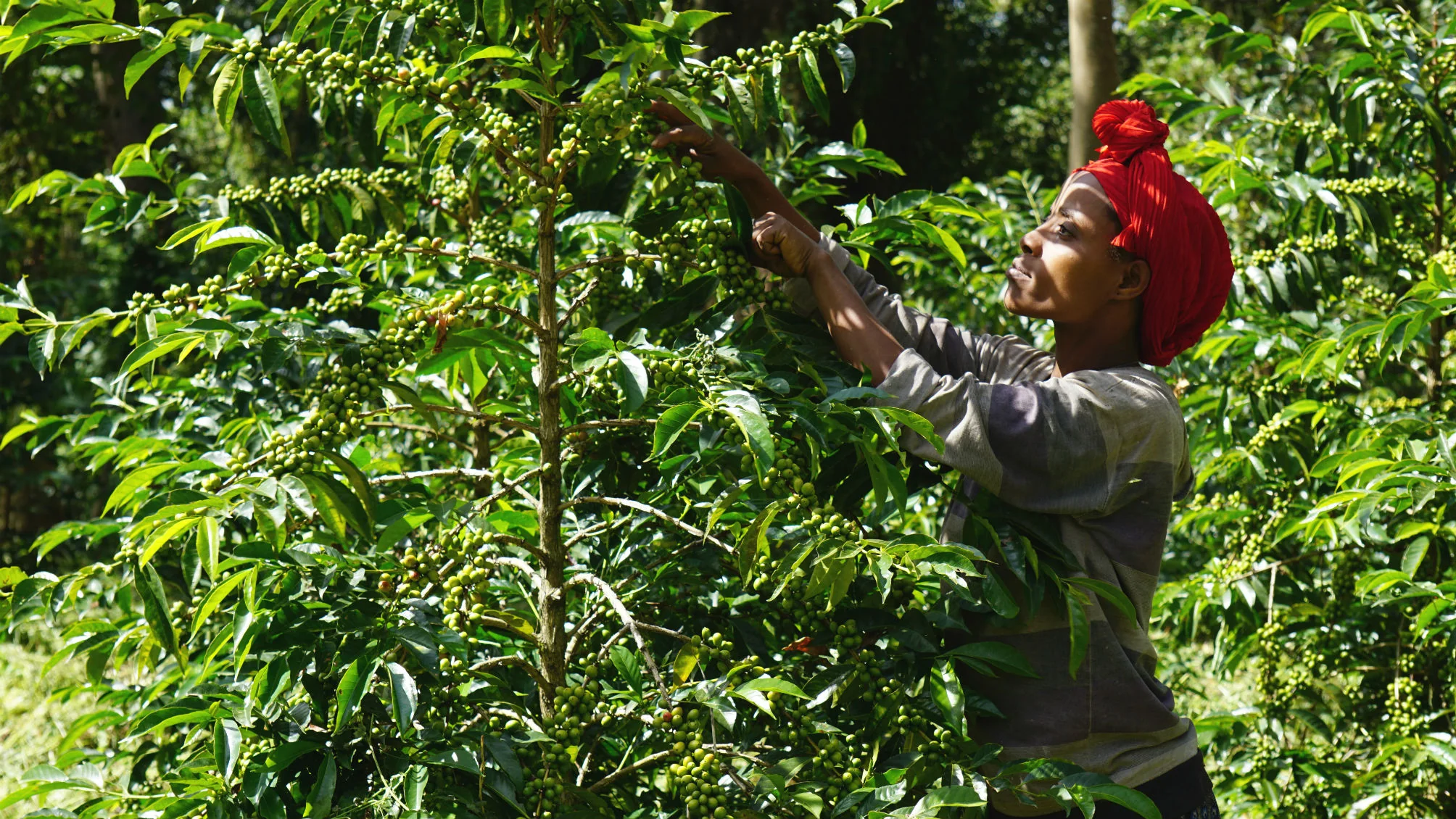 Ethiopia Sidamo | Green Coffee Beans