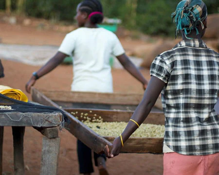 Ethiopia Yirgacheffe | Green Coffee Beans