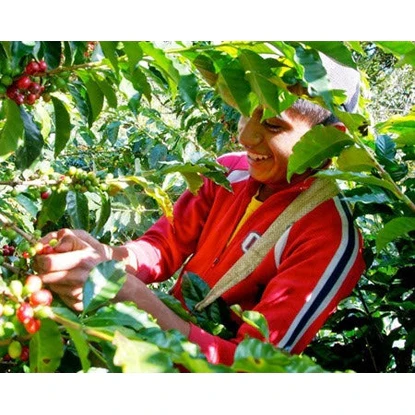 Guatemala Huehuetenango | Green Coffee Beans