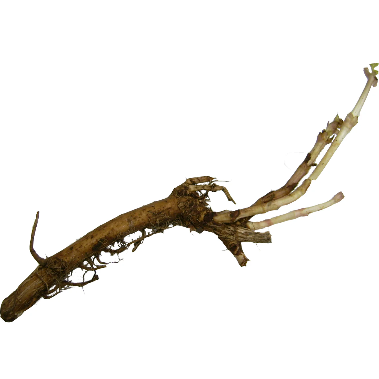 Mt. Hood Hop Rhizome