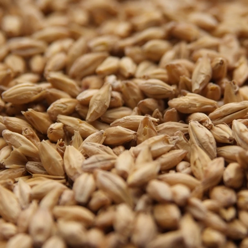 Premium Pilsner Malt | Rahr Malting