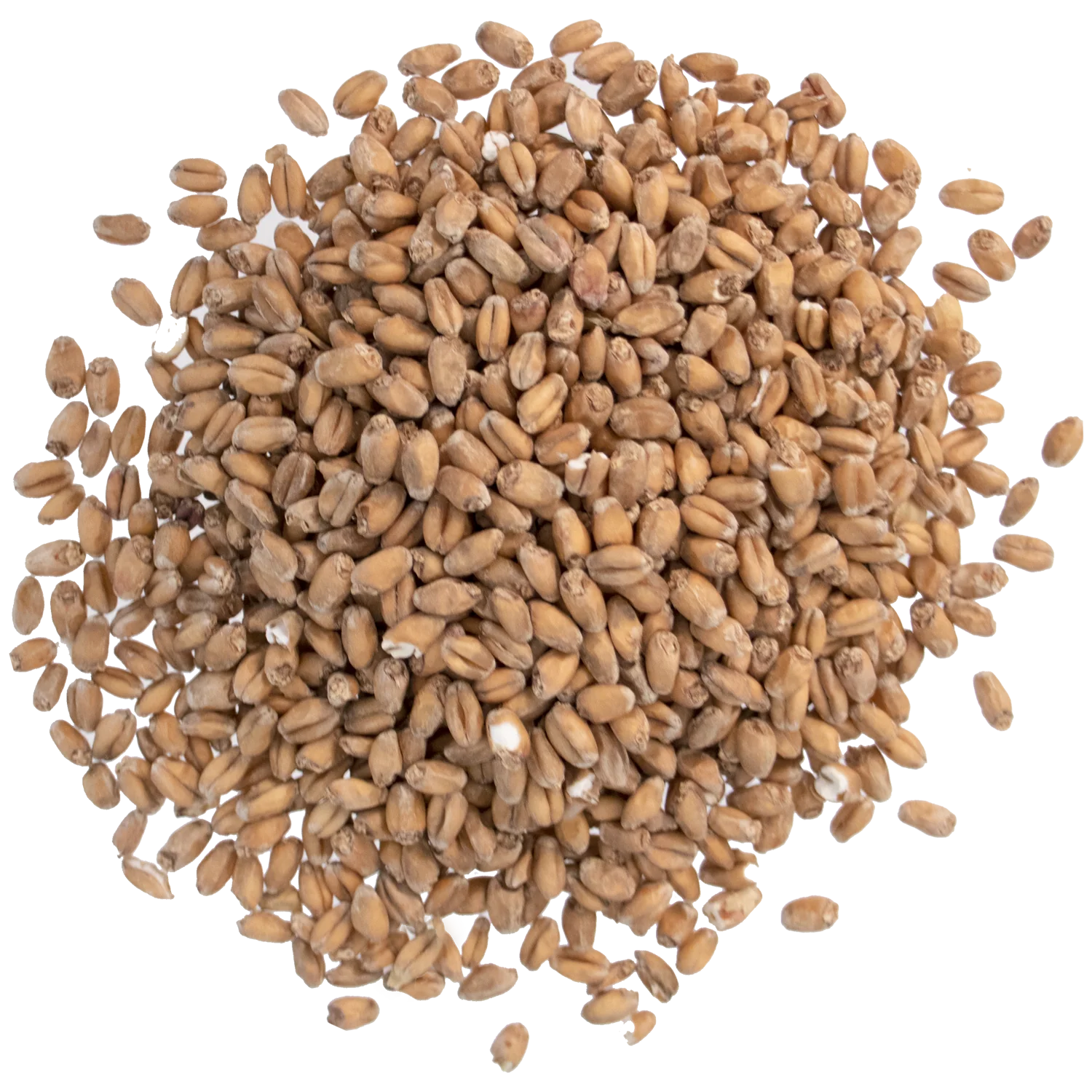 Red Wheat Malt - Briess Malting