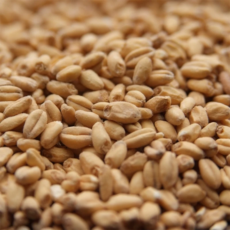 White Wheat Malt | Rahr Malting